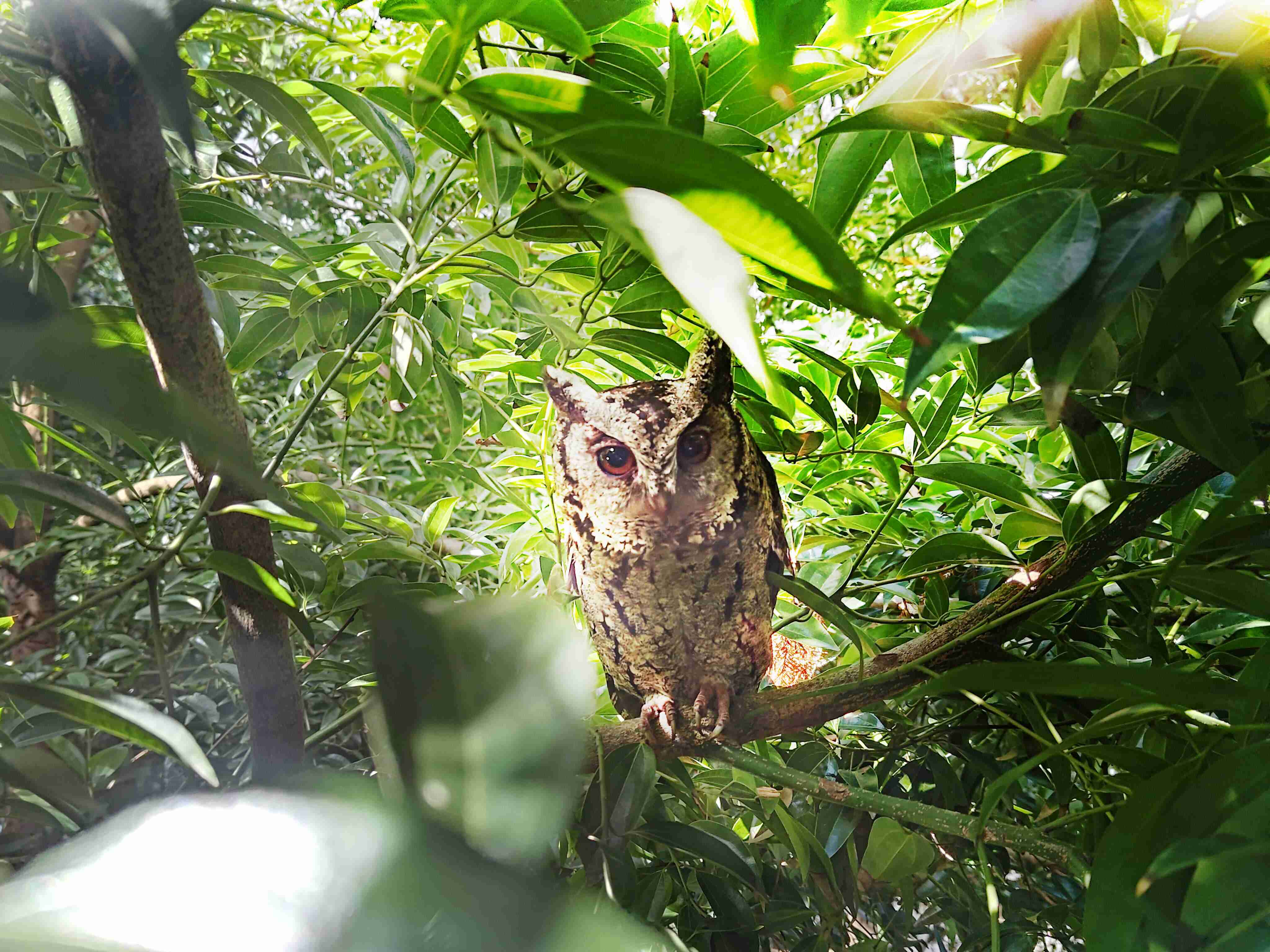 尊龙z6致力提倡净零绿生活，，16年以来在全球各厂区植树逾百万棵，，造就各厂区树木蔚然成林，，，犹如森林工厂，，，成为许多生物的栖息地